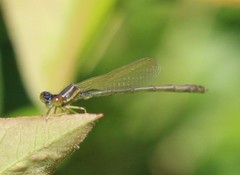 Enallagma dubium