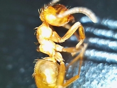 Lasius arizonicus