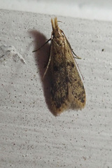 Dichomeris punctipennella