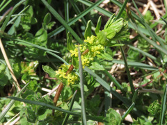 Cruciata glabra