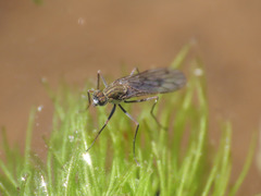 Clinocera