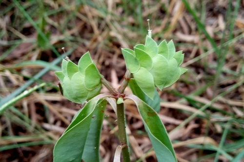 Euphorbia comosa, photograph 2