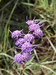 Chromolaena squarrulosa