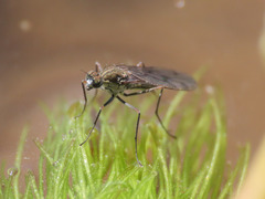 Clinocera