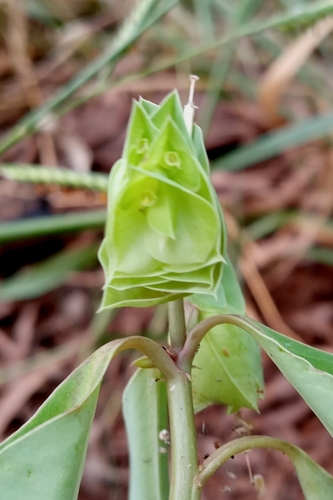 Euphorbia comosa, photograph 3