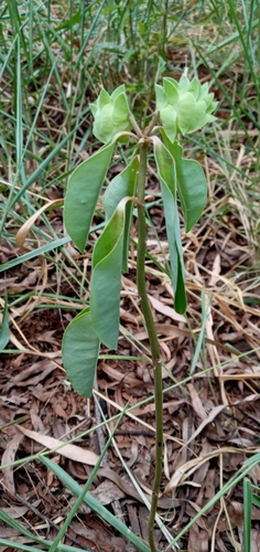 Euphorbia comosa, photograph 4