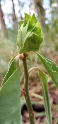 Euphorbia comosa, photograph 5