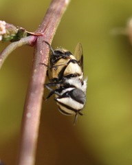 Copestylum fornax
