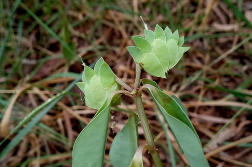 Euphorbia comosa, photograph 6