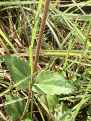 Chromolaena squarrulosa