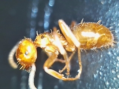 Lasius colei