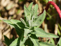 Euphorbia hirsuta