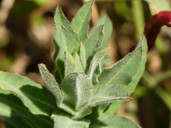 Euphorbia hirsuta