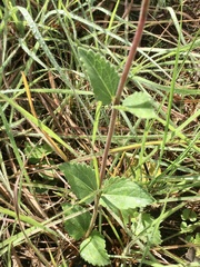 Chromolaena squarrulosa