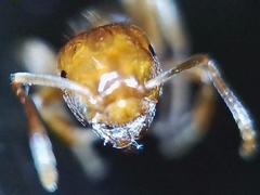 Lasius colei