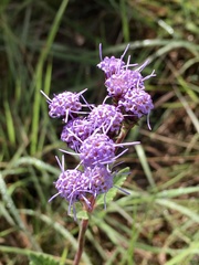 Chromolaena squarrulosa