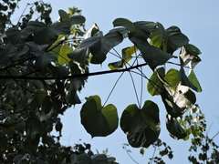 Firmiana danxiaensis