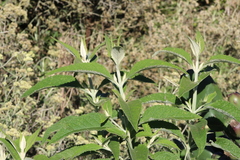 Buddleja stachyoides