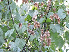 Firmiana danxiaensis