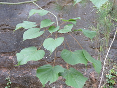 Firmiana danxiaensis