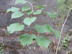 Firmiana danxiaensis