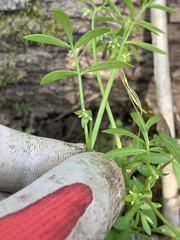 Floerkea proserpinacoides