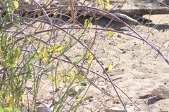 Cryptostegia grandiflora