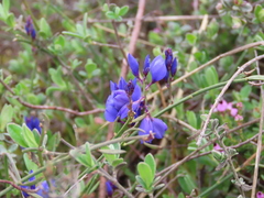 Polygala microphylla