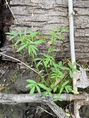 Floerkea proserpinacoides