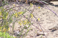 Cryptostegia grandiflora