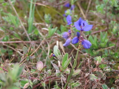 Polygala microphylla