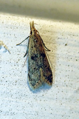 Dichomeris punctipennella