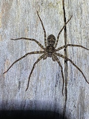 Heteropoda procera