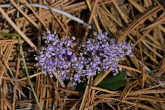 Ceanothus prostratus