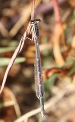 Enallagma praevarum
