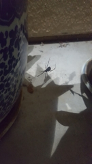 Latrodectus geometricus