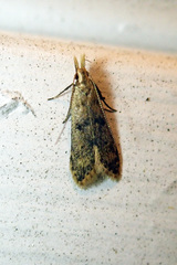 Dichomeris punctipennella