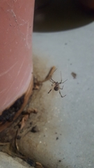 Latrodectus geometricus