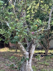 Bauhinia × blakeana