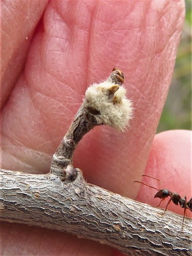 Hackberry Hairy Bud Gall Psyllid