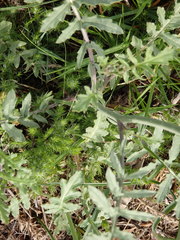 Coincya monensis cheiranthos