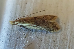 Dichomeris punctipennella