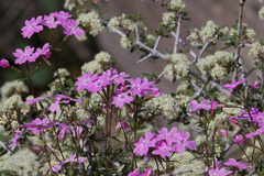 Phlox speciosa