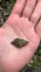 Urosalpinx cinerea image