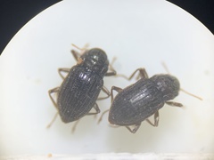 Heterelmis glabra