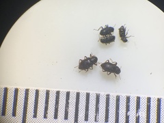 Heterelmis glabra