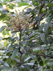 Millettia