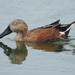 Red Shoveler - Photo (c) Silvia Mallet, some rights reserved (CC BY-NC), uploaded by Silvia Mallet