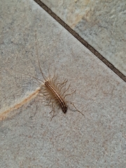 Scutigera coleoptrata