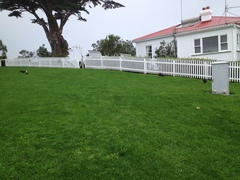 Porphyrio hochstetteri